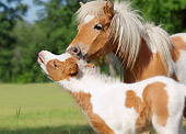 HOR 02 MB0035 01
Miniature Horse Yearling And Foal Nuzzling In Pasture