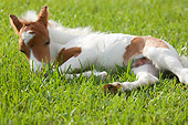 HOR 02 MB0036 01
Miniature Horse Foal Sleeping In Pasture
