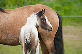 HOR 02 MB0041 01
Gypsy Vanner Foal Standing In Field By Mother