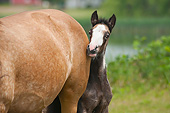 HOR 02 MB0042 01
Shy Gypsy Vanner Foal Hiding Behind Mother