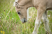HOR 02 MB0043 01
Close-Up Of Gypsy Vanner Foal Grazing In Meadow