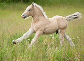 HOR 02 MB0044 01
Gypsy Vanner Foal Galloping Through Meadow