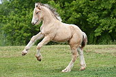HOR 02 MB0045 01
Gypsy Vanner Foal Rearing In Field