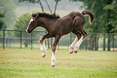 HOR 02 MB0046 01
Gypsy Vanner Foal Rearing In Pasture