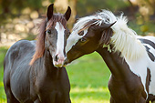 HOR 02 MB0047 01
Two Gypsy Vanner Colts Nuzzling In Pasture