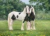 HOR 02 MB0048 01
Two Gypsy Vanner Colts Playing In Meadow