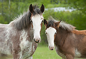 HOR 02 MB0051 01
Close-Up Of Two Clydesdale Draft Horse Foals Standing In Pasture