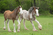 HOR 02 MB0052 01
Two Clydesdale Draft Horse Foals Playing In Pasture