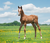 HOR 02 MB0055 01
Hanoverian Foal Standing In Field Of Dandelions