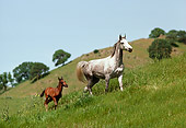 HOR 02 RK0107 15
Mare And Colt Trotting On Grass