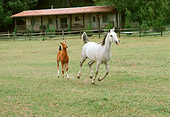 HOR 02 RK0107 21
Mare And Colt Trotting On Grass