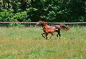 HOR 02 RK0189 02
Brown Mare And Foal Trotting In Paddock