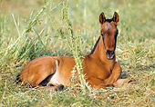 HOR 02 SS0001 01
Andalusian Foal Laying In Pasture