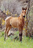HOR 02 SS0002 01
Andalusian Foal Standing In Pasture