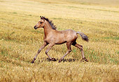 HOR 02 SS0003 01
Arabian Berber Foal Trotting In Pasture