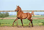 HOR 02 SS0004 01
Arabian Foal Trotting In Arena