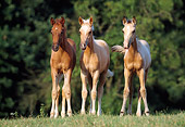 HOR 02 SS0005 01
Arabian Berber Foals Standing In Pasture