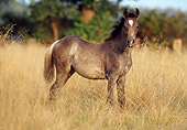 HOR 02 SS0006 01
Arabian Foal Standing In Pasture