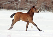 HOR 02 SS0008 01
Connemara Pony Foal Galloping In Snow