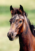 HOR 02 SS0009 01
Head Shot Of Connemara Pony Foal