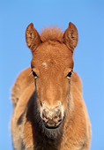 HOR 02 SS0011 01
Close-Up Of Chestnut Icelandic Foal Standing In Pasture