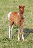 HOR 02 SS0014 01
Chestnut Pinto Icelandic Foal Standing In Pasture