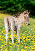 HOR 02 SS0015 01
Dun Icelandic Foal Standing In Field Of Yellow Wildflowers