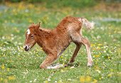 HOR 02 SS0016 01
Chestnut Icelandic Foal Laying Down In Pasture