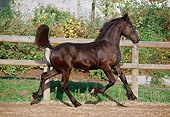 HOR 02 SS0017 01
Friesian Foal Cantering In Paddock