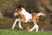HOR 02 SS0133 01
Brown And White Spotted Gypsy Vanner Foal Galloping Through Field Profile
