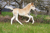 HOR 02 SS0134 01
Haflinger Foal Galloping Through Field Profile