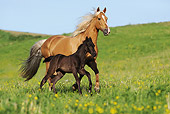 HOR 02 SS0136 01Tennessee Walking Horse Mare Galloping With Foal In Meadow