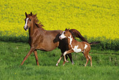 HOR 02 SS0137 01
Pinto Arabian Mare Galloping With Foal In Meadow
