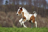 HOR 02 SS0139 01
Brown And White Spotted Gypsy Vanner Foal Galloping In Pasture