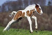 HOR 02 SS0140 01
Brown And White Spotted Gypsy Vanner Foal Galloping In Pasture