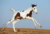 HOR 02 SS0141 01
Pinto Arabian Foal Galloping Through Field