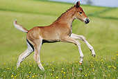 HOR 02 SS0142 01
American Saddlebred Foal Galloping Through Field Of Dandelions