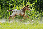 HOR 02 SS0143 01
Brown And White Spotted Curly Foal Galloping In Dusty Field