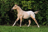 HOR 02 SS0144 01
Appaloosa Foal Standing In Pasture
