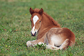 HOR 02 SS0145 01
Icelandic Foal Laying On Grass