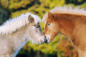 HOR 02 SS0147 01
Close-Up Of Two Icelandic Foals Standing Nose To Nose