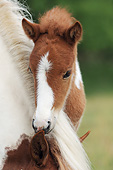 HOR 02 SS0150 01
Close-Up Of Icelandic Foal Standing Behind Mother