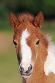 HOR 02 SS0151 01
Head Shot Of Icelandic Foal