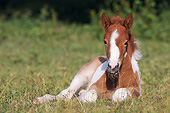 HOR 02 SS0152 01
Icelandic Foal Laying On Grass
