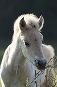 HOR 02 SS0153 01
Portrait Of Norwegian Fjord Foal Standing In Meadow
