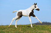 HOR 02 SS0154 01
Paint Horse Foal Galloping In Field
