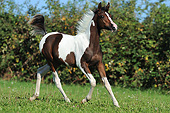 HOR 02 SS0155 01
Pinto Arabian Foal Trotting Through Field