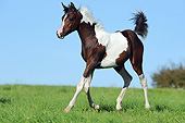 HOR 02 SS0156 01
Pinto Arabian Foal Trotting Through Field