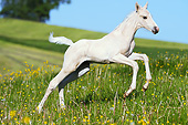 HOR 02 SS0159 01
American Saddlebred Foal Galloping In Spring Meadow