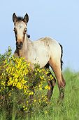 HOR 02 SS0160 01
Connemara Pony Foal Standing By Spring Blossoms